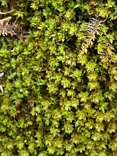 Encalypta procera observed 2026-03-10