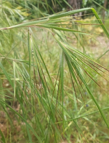 Themeda arguens observed 2026-03-29