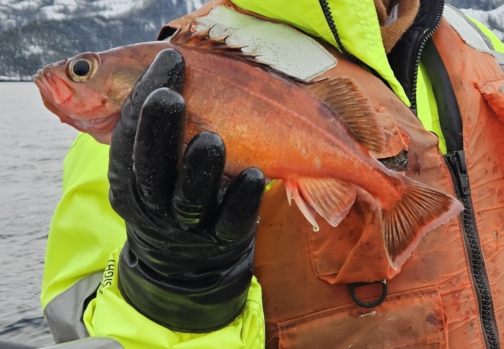 Pinkrose rockfish (Sebastes variegatus) — Sebastidae