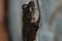 Smilisca sordida