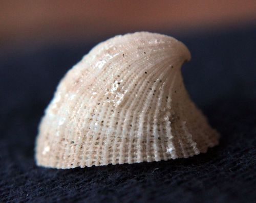 Emarginula sicula