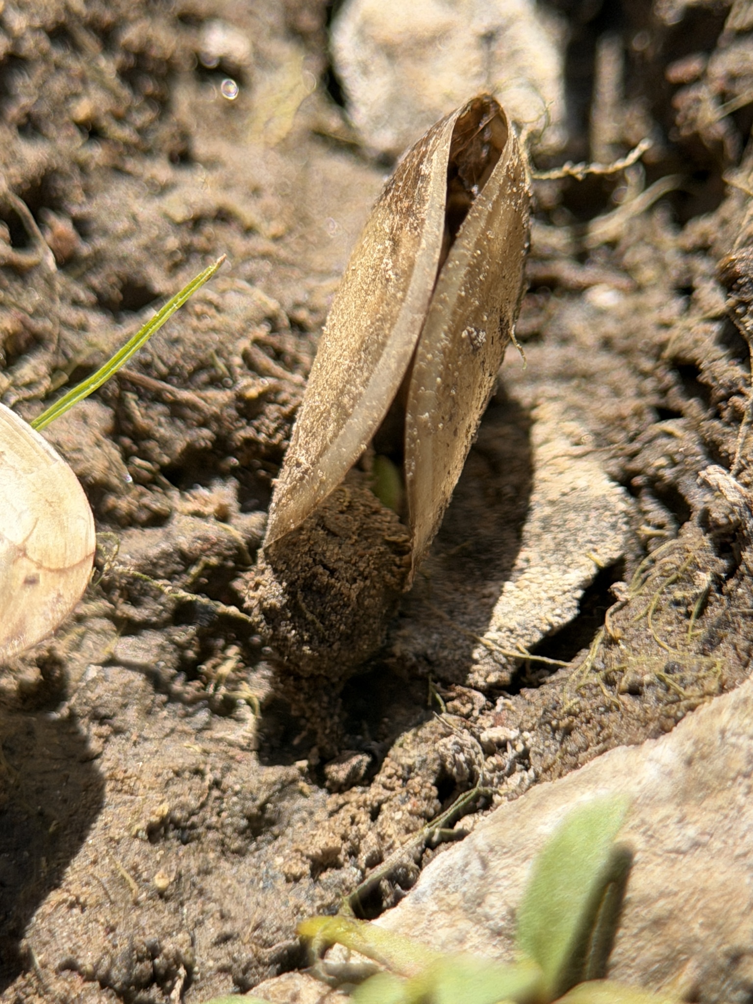 Cyzicus californicus (Packard, 1874)