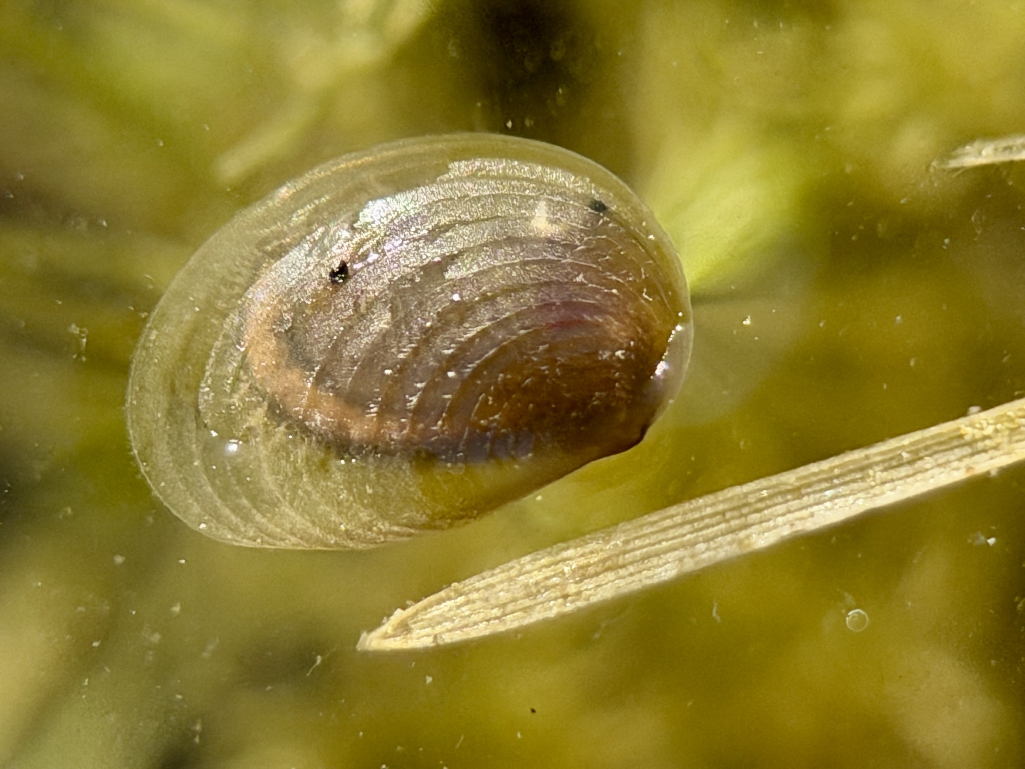 Cyzicus californicus (Packard, 1874)