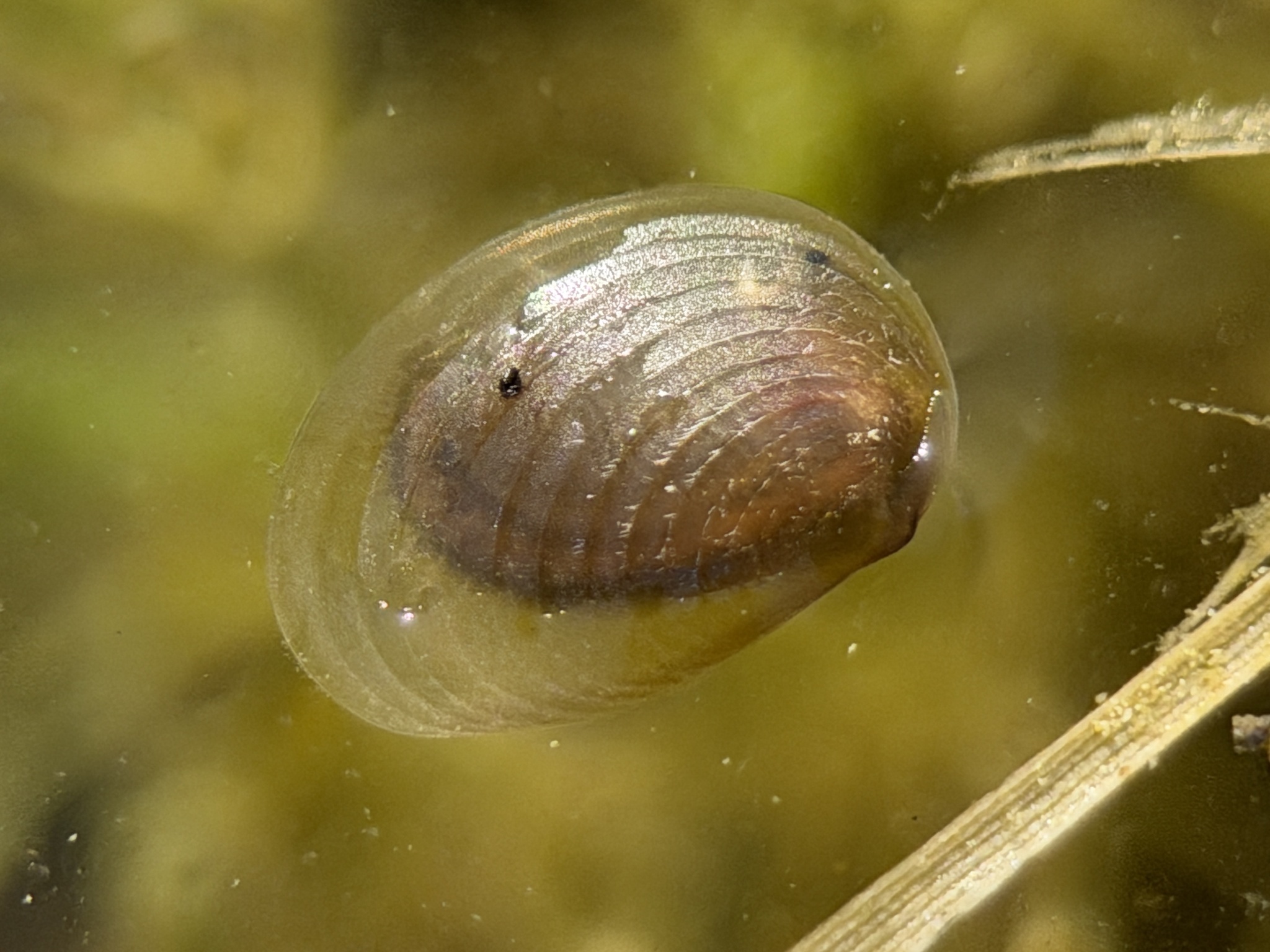 Cyzicus californicus (Packard, 1874)