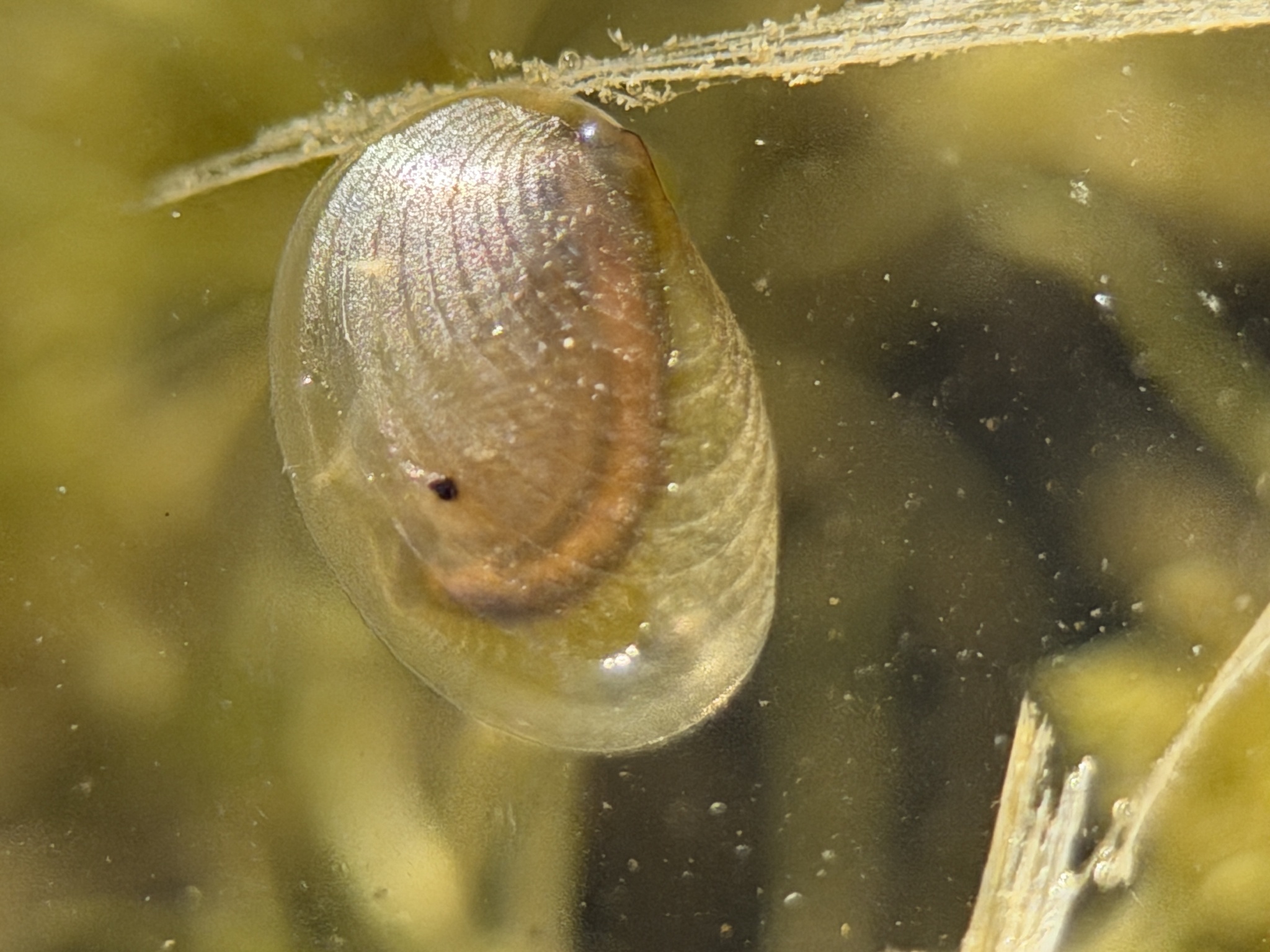 Cyzicus californicus (Packard, 1874)