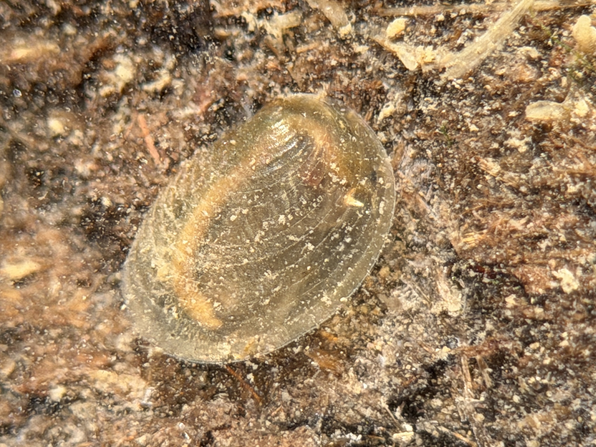 Cyzicus californicus (Packard, 1874)