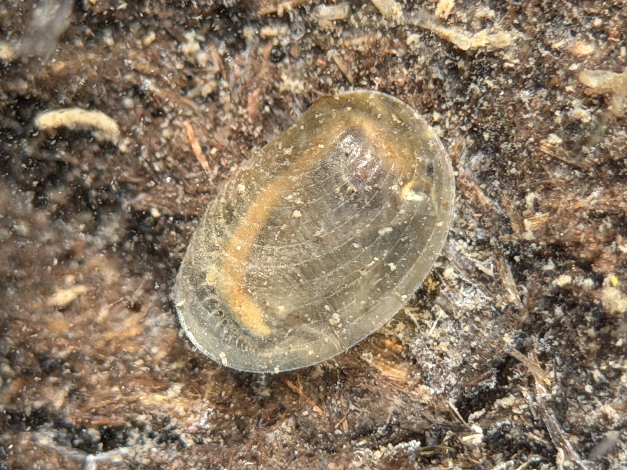 Cyzicus californicus (Packard, 1874)
