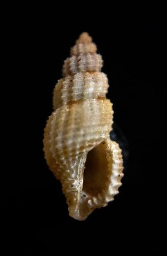 Raphitoma echinata