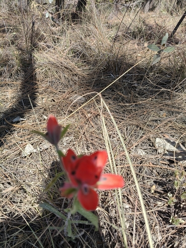 Flor de tiempo
