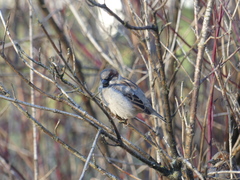 Passer domesticus