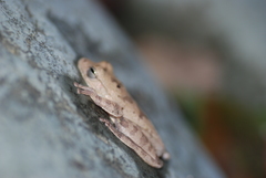 Smilisca sordida
