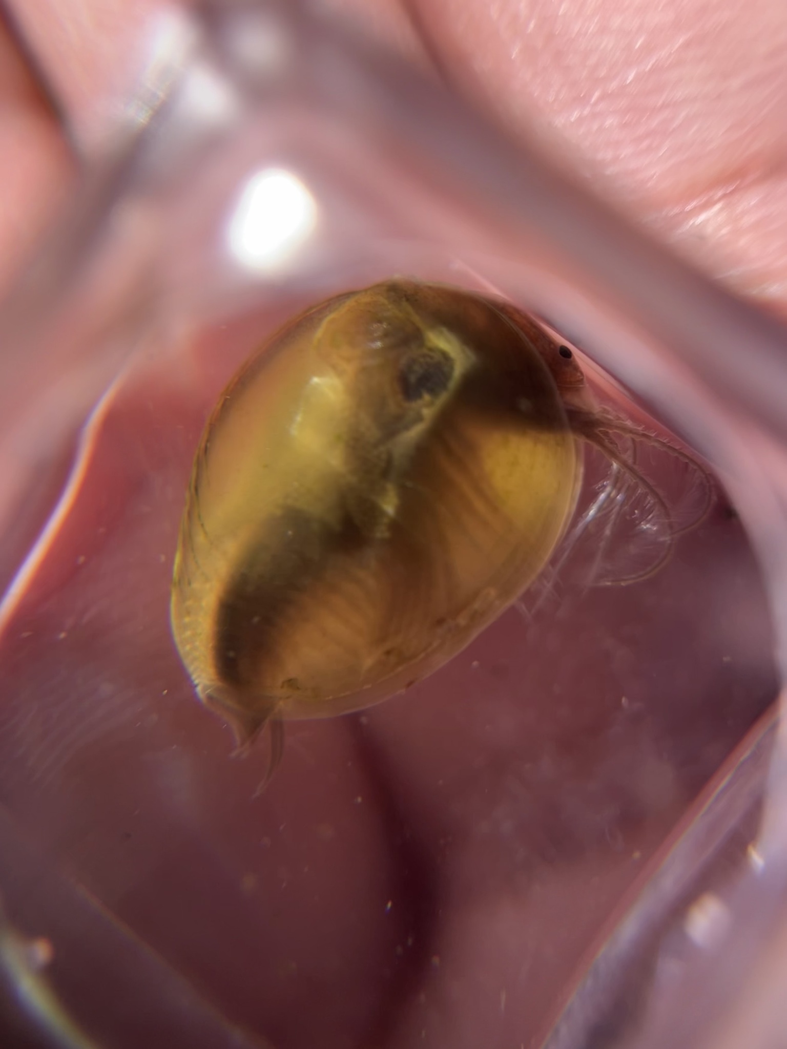 Cyzicus californicus (Packard, 1874)