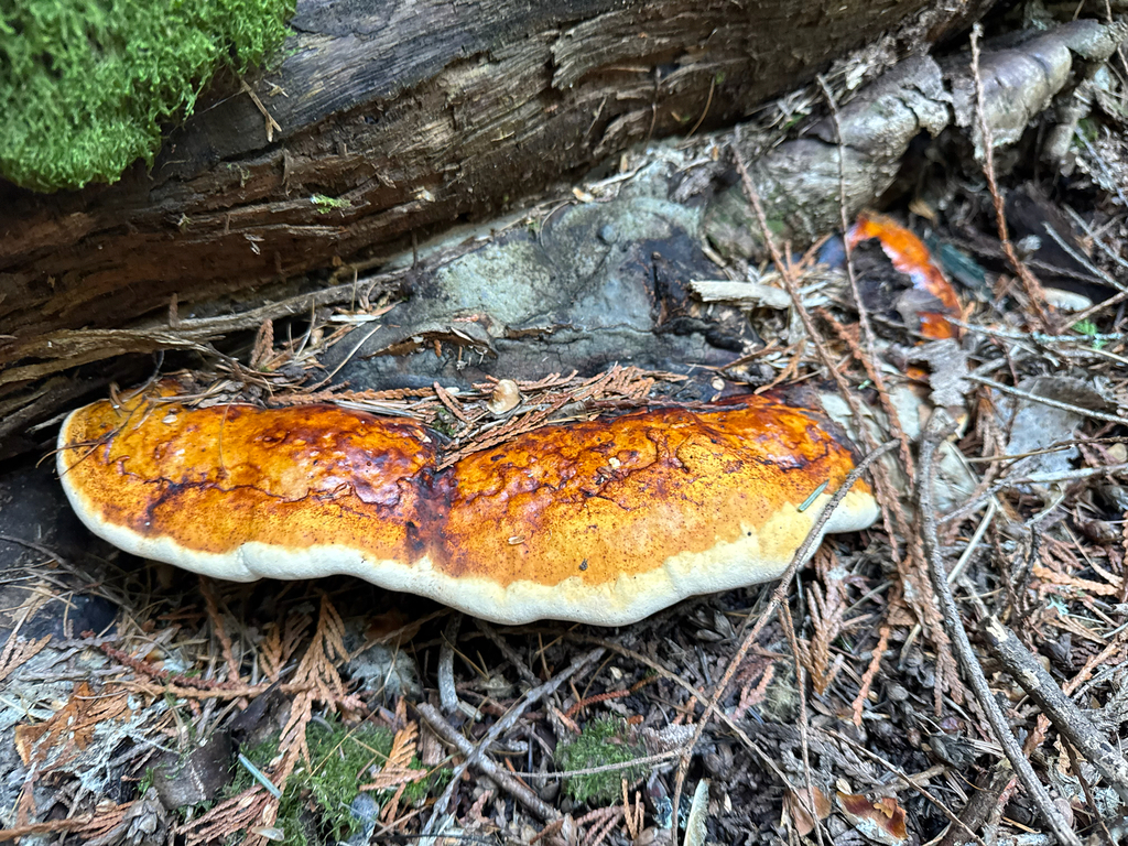 Fomitopsis mounceae · March 2026 · photo: © calebcatto (iNaturalist, cc-by)