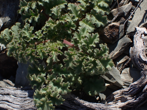 pedicellate phacelia (Phacelia pedicellata)