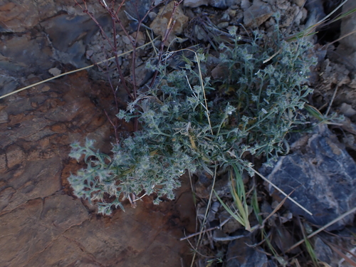 shrubby cryptantha (Johnstonella racemosa)
