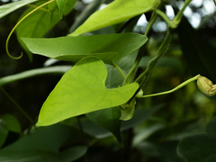 Aristolochia anguicida, photograph Elkin Meriño Florez, CC BY, iNaturalist via GBIF