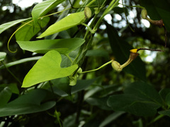 Aristolochia anguicida, photograph Elkin Meriño Florez, CC BY, iNaturalist via GBIF
