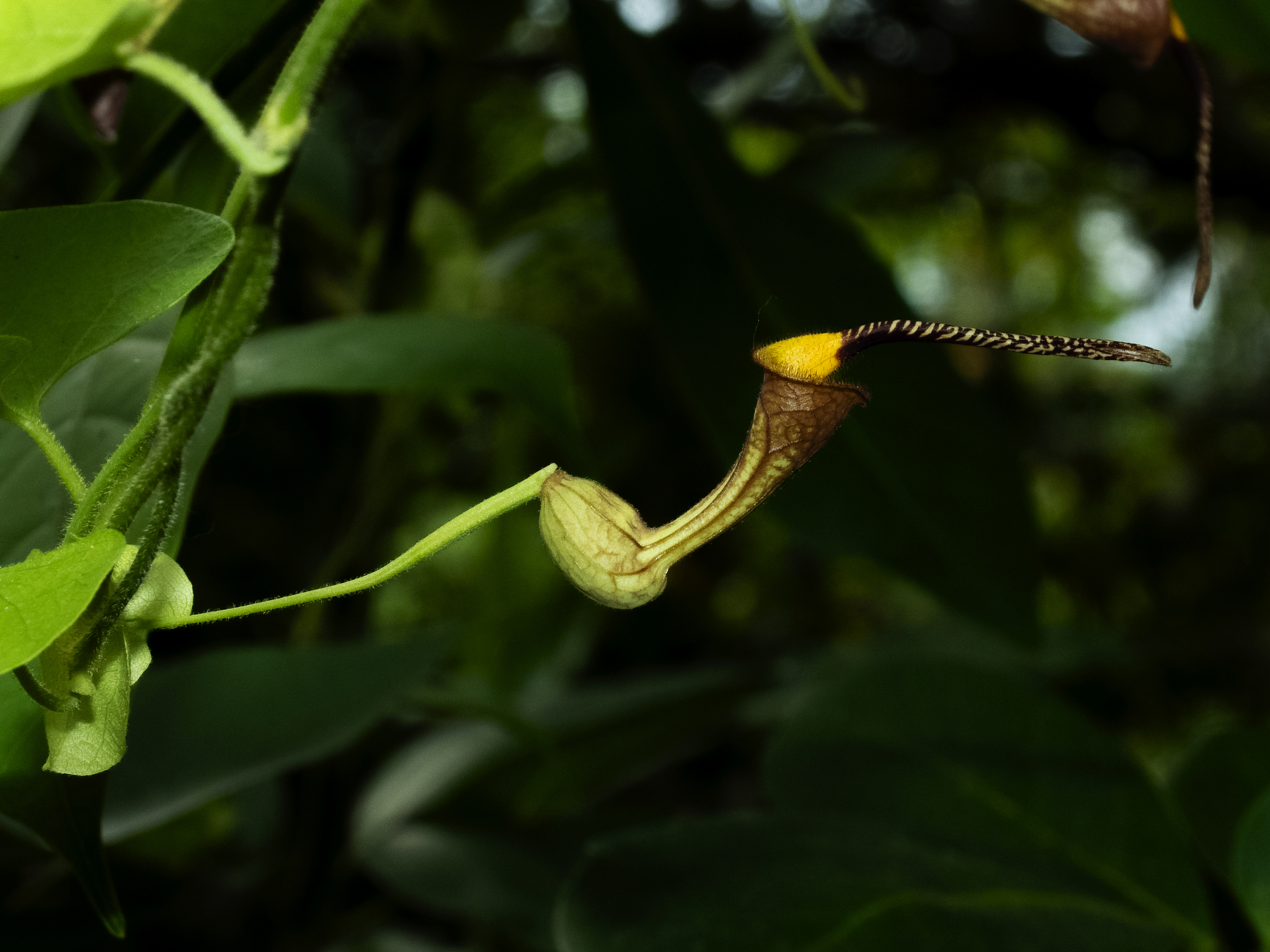 Harlequin Dutchman's Pipe (Aristolochia anguicida)
