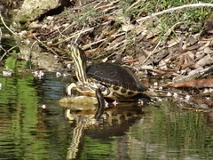 Trachemys venusta iversoni