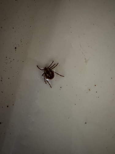 Kangaroo Tick
