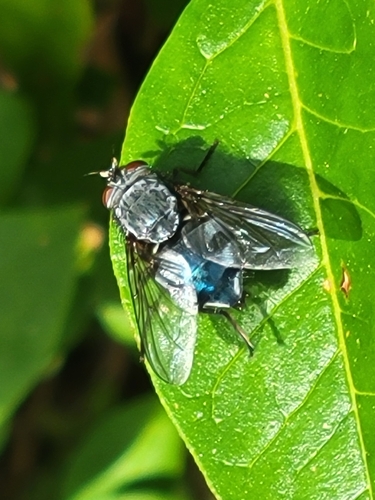 Photo of Blue Blowfly (Calliphora vicina)
