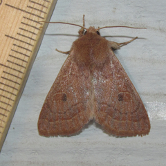 Xylenini