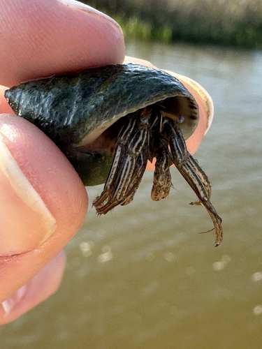 Thinstripe Hermit Crab, Biloxi Bay, Ocean Springs, MS, US, photo 9 of 10