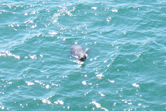 Zalophus californianus