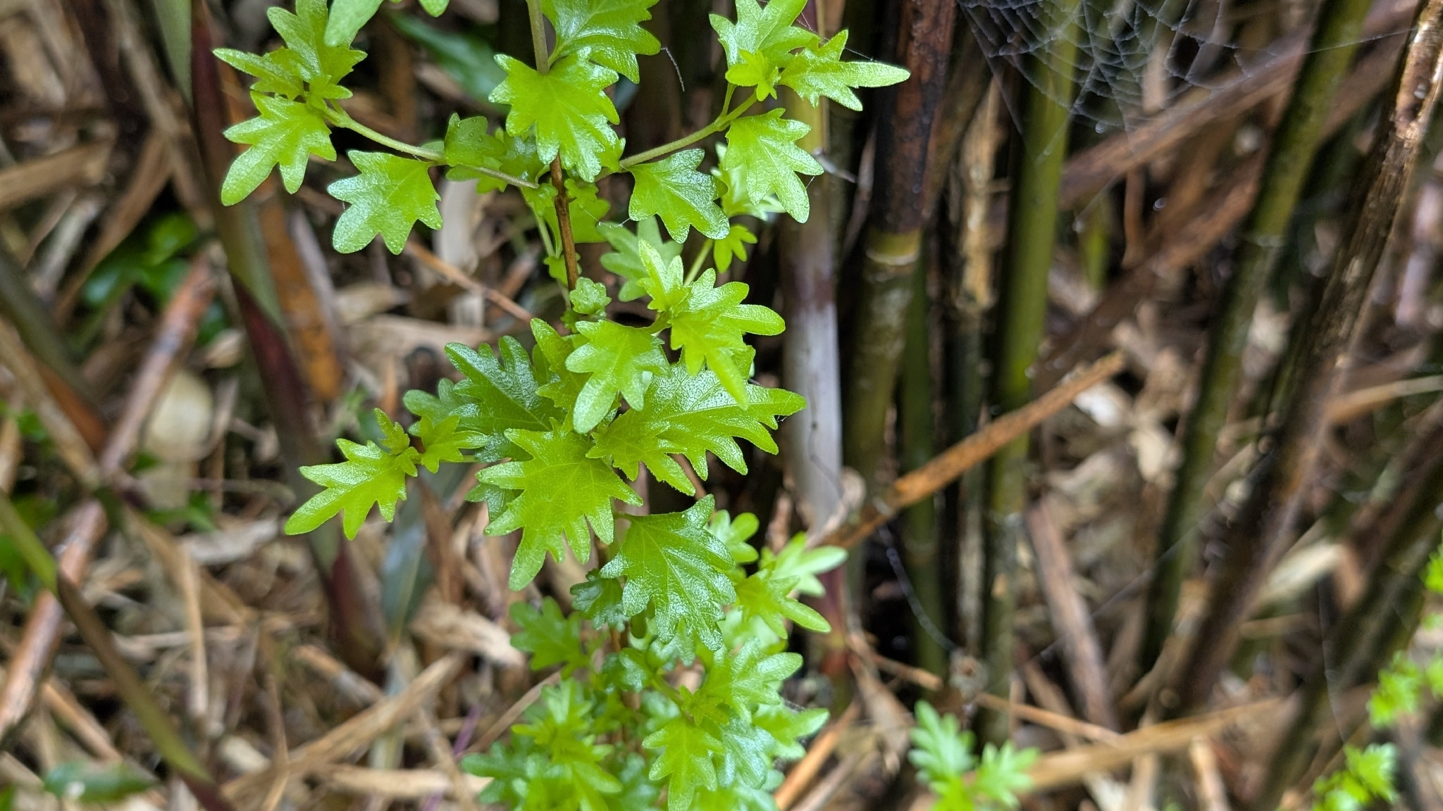 Imagem de Premna microphylla