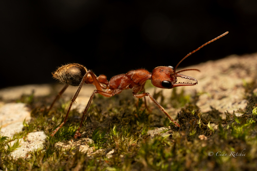 米达斯牛蚁Myrmecia midas