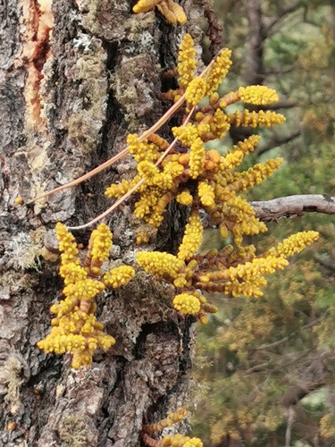 Image of Big-Fruited Dwarf-Mistletoe (Arceuthobium verticilliflorum) by (c) M. Socorro González Elizondo, some rights reserved (CC BY-SA)