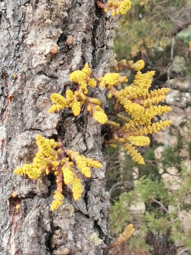 Image of Big-Fruited Dwarf-Mistletoe (Arceuthobium verticilliflorum) by (c) M. Socorro González Elizondo, some rights reserved (CC BY-SA)