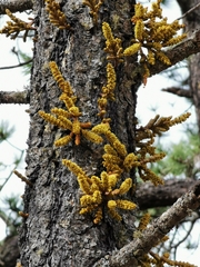 Arceuthobium verticilliflorum