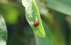 Cycloneda sanguinea limbifer