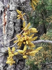 Arceuthobium verticilliflorum