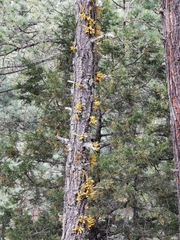 Arceuthobium verticilliflorum