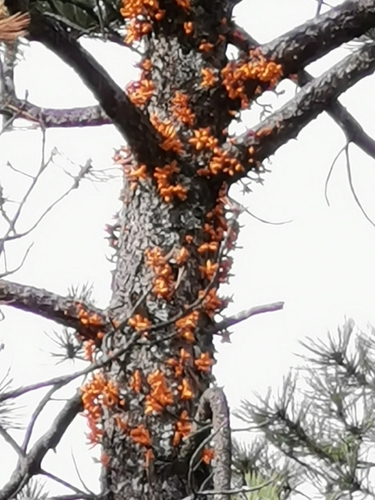 Big-fruited Dwarf-Mistletoe (Arceuthobium verticilliflorum)