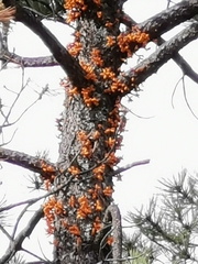 Arceuthobium verticilliflorum