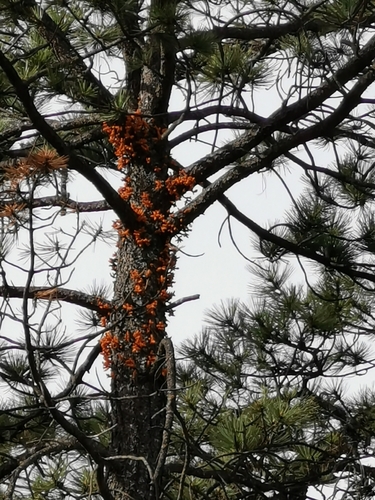 Image of Big-Fruited Dwarf-Mistletoe (Arceuthobium verticilliflorum) by (c) M. Socorro González Elizondo, some rights reserved (CC BY-SA)