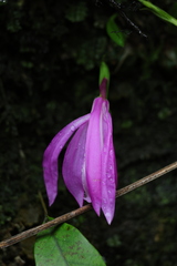 Pleione formosana, photograph author not stated, no rights reserved