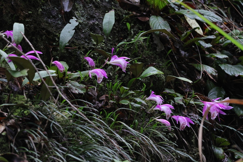Pleione formosana, photograph 4