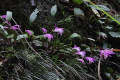 Pleione formosana, photograph author not stated, no rights reserved