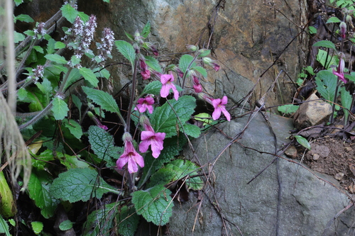 Rehmannia chingii, photograph 1