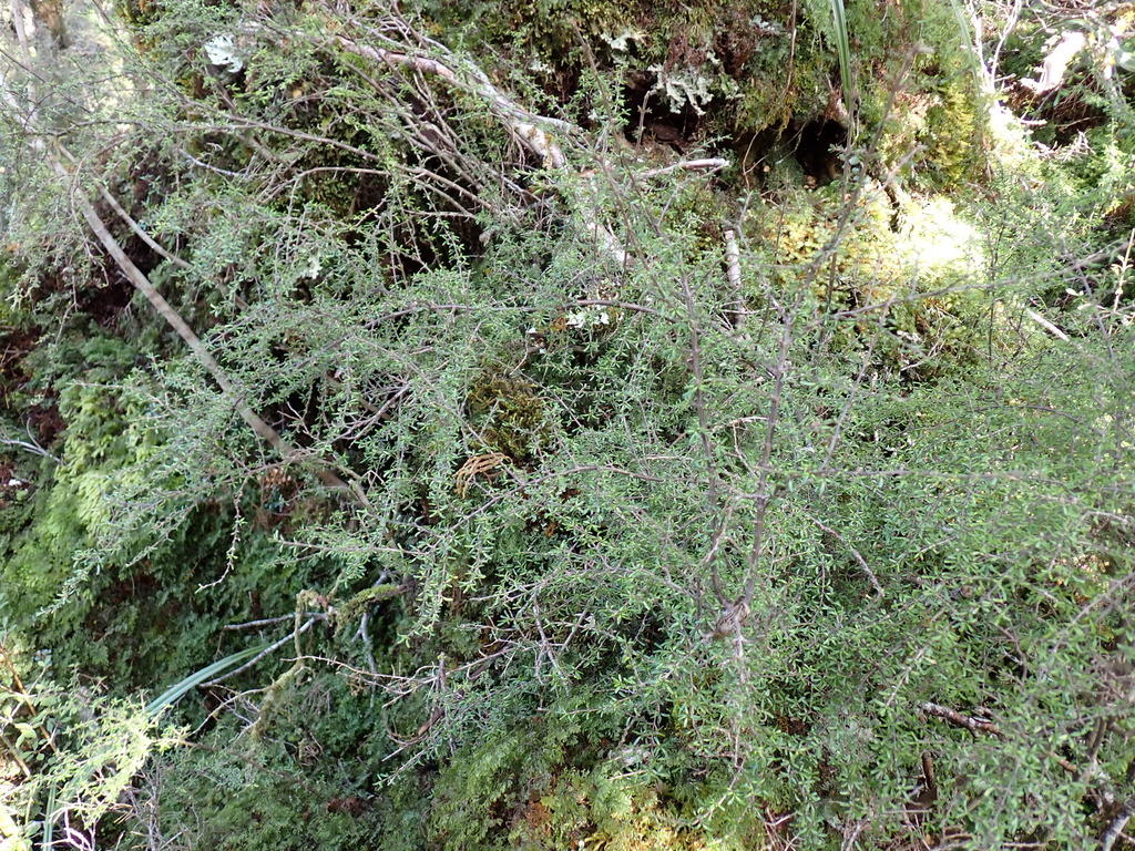Coprosma cuneata; photograph (c) Benjamin Lavin, some rights reserved (CC BY)