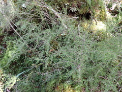 Coprosma cuneata