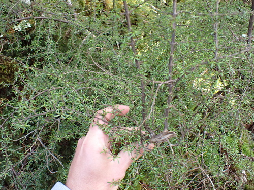 Coprosma cuneata, photograph 1