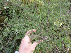 (c) Benjamin Lavin, some rights reserved (CC BY) Coprosma cuneata, photograph (c) Benjamin Lavin, some rights reserved (CC BY)