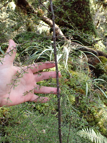 Coprosma cuneata, photograph 2