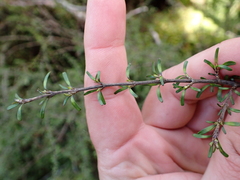 (c) Benjamin Lavin, some rights reserved (CC BY) Coprosma cuneata, photograph (c) Benjamin Lavin, some rights reserved (CC BY)