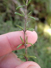 (c) Benjamin Lavin, some rights reserved (CC BY) Coprosma cuneata, photograph (c) Benjamin Lavin, some rights reserved (CC BY)